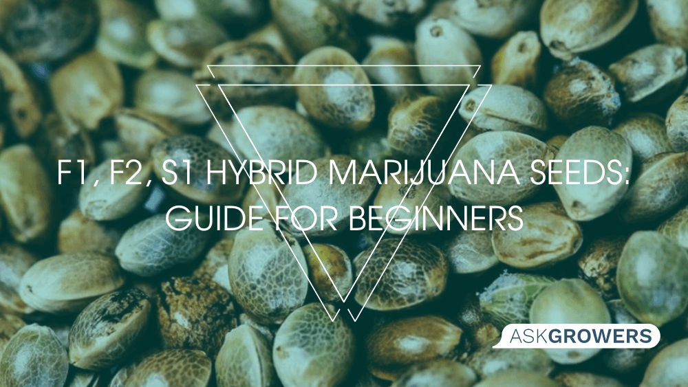 F1, F2, S1 Hybrid Marijuana Seeds: Guide for Beginners